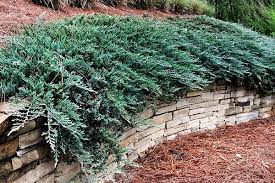 blue chip juniper trees