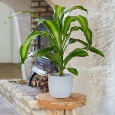 9 Near Indestructible Houseplants