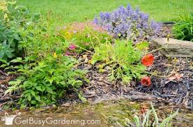 29 rain garden plants for sun or shade