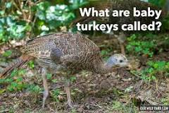 why-are-baby-turkeys-called-poults
