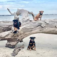 15 fun dog friendly loving beaches in