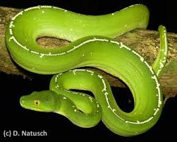 Green Tree Python Australia Green