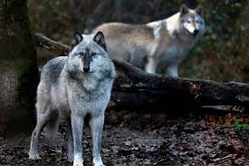 Wolves cull sick, old and genetically inferior elk and deer, allowing the wolves improve riparian areas. 1 Ranch 26 Wolves Killed Fight Over Endangered Predators Divides Ranchers And Conservationists The Daily World