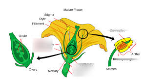 reive parts of flowers diagram