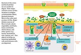 Food Microbes A Lifetime Commitment Gastrointestinal