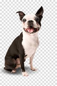 French bulldog giving high five. Dog Training Puppy Toilet Training Housebreaking Dog Transparent Background Png Clipart Hiclipart