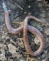 Coral Snake Weakly Venomous Advice Capture Relocation