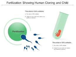 Fertilization Showing Human Cloning And Child Powerpoint