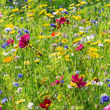 plant a wildflower garden with seeds