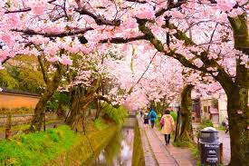 cherry blossom an rail p