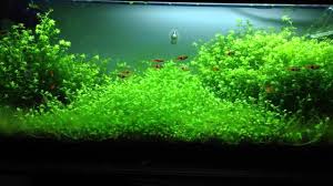 aquarium carpet plants for low light