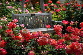 Rose Garden Images Browse 2 409 375