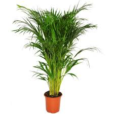 Great savings & free delivery / collection on many items. Areca Palm 19cm Homebase