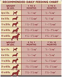Surprising Rottweiler Height Weight Chart Rottweiler Weight