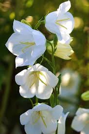 We've found the perfect sales for you. Campanula Seeds 7 Bellflowers Perennial Flower Seeds White Bell Flowers Flowers Perennials Flower Seeds