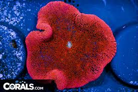 bright red rare carpet anemone indo
