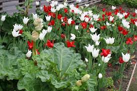 Ниски цени за дом и градина ✅ поръчка цветя за градината в момента ✅ доставка цветя и цветарство до всички региони ► allbiz. Gradina Ot Cvetya I Zelenchuci Ksha I Gradina