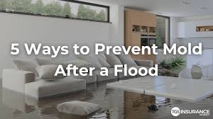 How To Prevent Mold After Water Damage