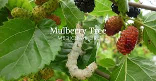 mulberry tree amazing health benefits