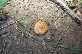 Oklahoma Mushroom Id Request Mushroom Hunting And