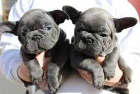The bulldog breed comes from britain. English Bulldog Puppies For Sale Blue Stone Bulldogs Blue Stone Bulldogs