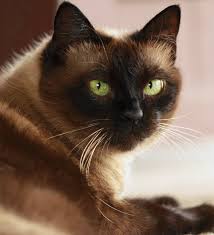 Sadly, siamese cats are more prone to some forms of cancer than other cats. Siamese