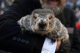 What Did The Groundhog See 2023 gambar png