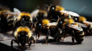 مجموعة من النحل تقف معًا في كتلة قريبة, صورة النحل ونحل العسل صورة الخلفية  للتحميل مجانا