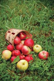 Tips For Growing Apple Trees