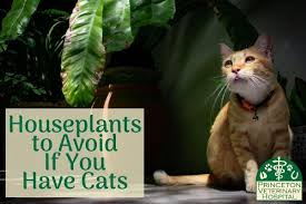 9 houseplants that can be poisonous to cats