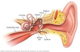 Hearing Loss Symptoms And Causes Mayo Clinic