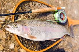 Redington crosswater outfit fly fishing rod tops our list of the best fly fishing combos for its versatility. Best Budget Fly Fishing Combo Off 67 Medpharmres Com