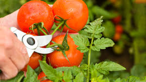 how to prune tomato plants