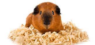 the 10 best guinea pig bedding to