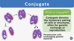 conjugate definition and exles