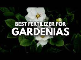 Best Fertilizer For Gardenias