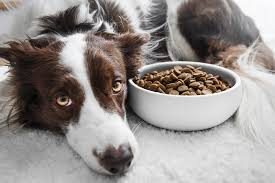 nature s recipe dog food review