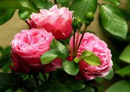 how to make rose plants bushy and