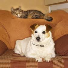 Can cats see spirits, ghosts, or the supernatural? Dementia In Dogs And Cats The Story Of Max And Wolfie Huffpost Life