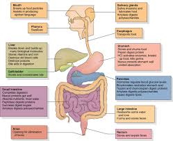 gastrointestinal disorders diagram