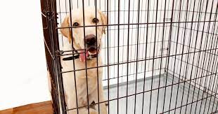 9 tips for crate training a rescue dog