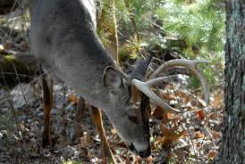 February Deer Hunting Season In Alabama Produces Bigger