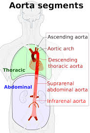 This stock medical illustration shows the arteries, veins and nerves of the arm from an anterior (front) view. Aorta Wikipedia