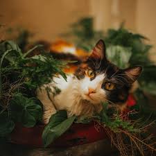 Keep Cats From Pooping In Houseplants
