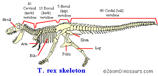 T Rex Fossils Enchantedlearning Com