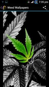 weed wallpapers 1 0 apk