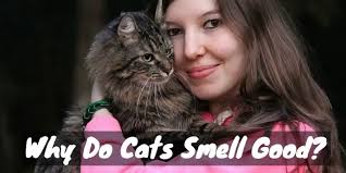 why do cats smell good and what does