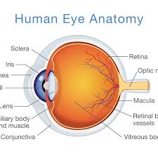 Structure And Function Of The Human Eye