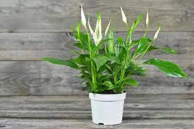 peace lilies how to care for peace