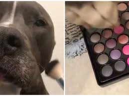 dog just did a viral makeup tutorial